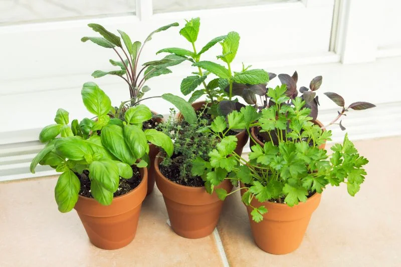 30+ Best Indoor Garden Systems for Gardening