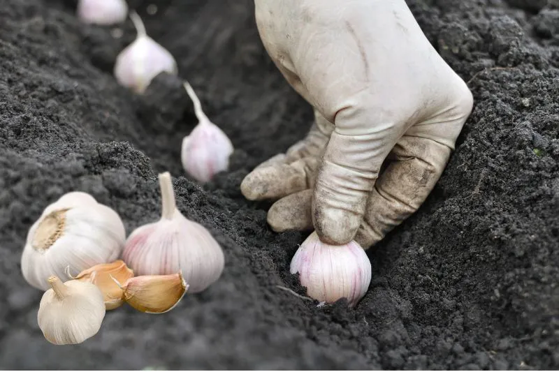 Garlic Planting Tips The Ultimate Guide