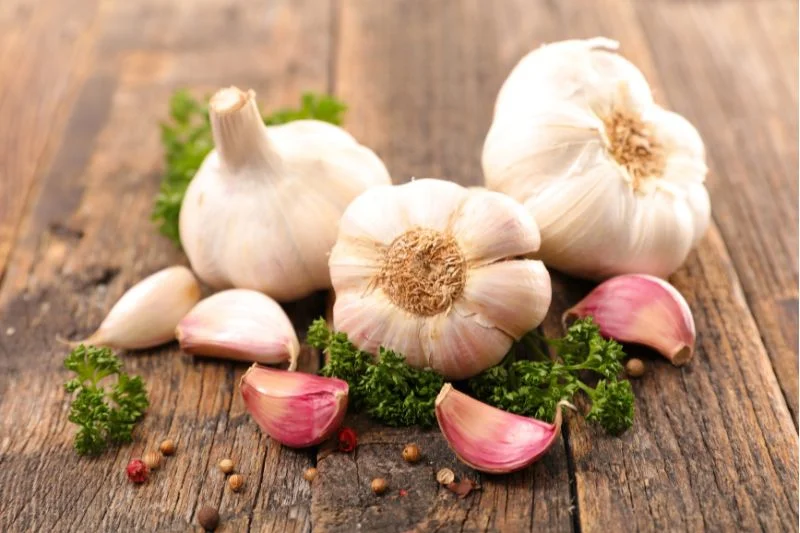 How to Grow Garlic Plant  9 Tips for Planting Garlic