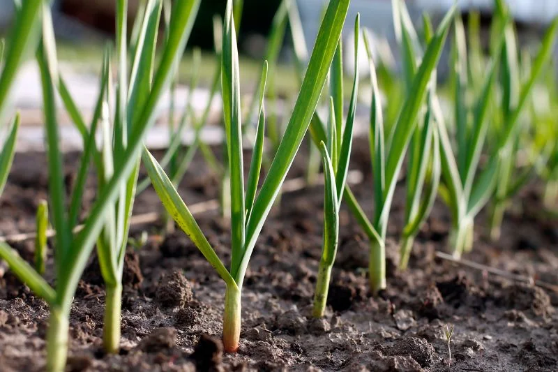 How to Grow Garlic Plant  9 Tips for Planting Garlic