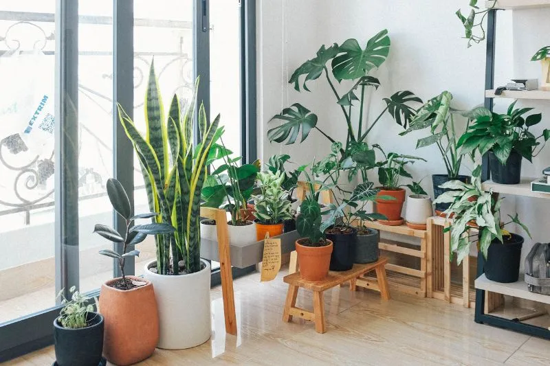 15 Best Indoor Plants for Low Light