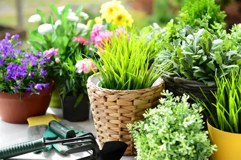 Top Tips for Starting a Garden Beginner's Guide