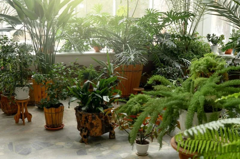 10+ Best Large Indoor Plants to Transform Your Home