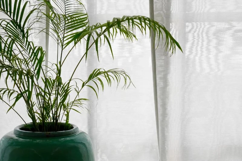 10+ Best Large Indoor Plants to Transform Your Home