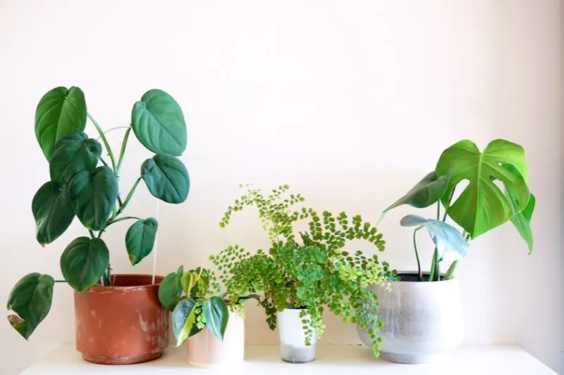 15 Best Indoor Plants for Low Light