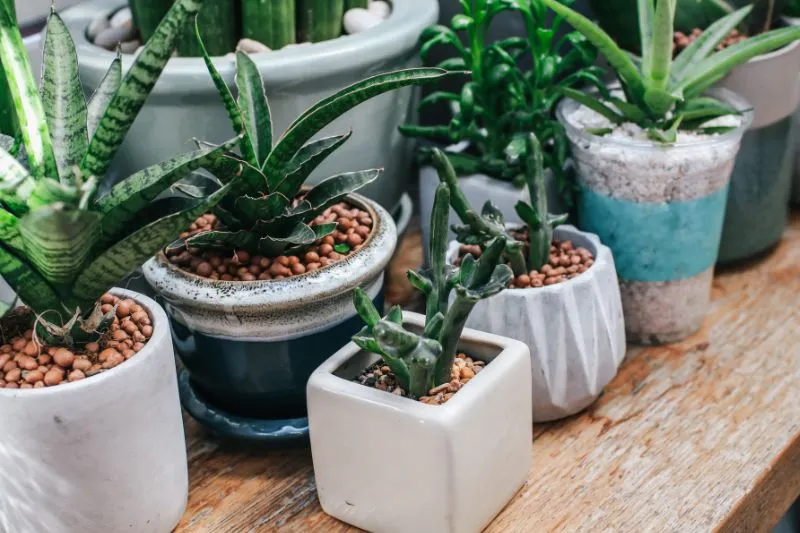 15 Best Indoor Plants for Low Light