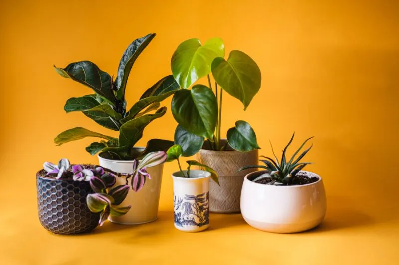 15 Best Indoor Plants for Low Light