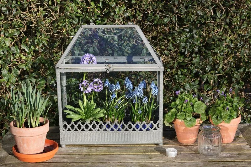 Best Mini Greenhouses for Urban Gardens