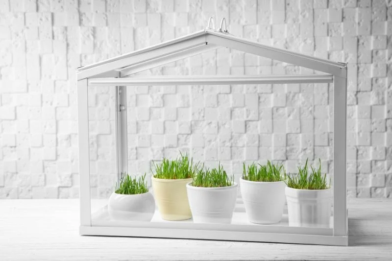 Best Mini Greenhouses for Urban Gardens