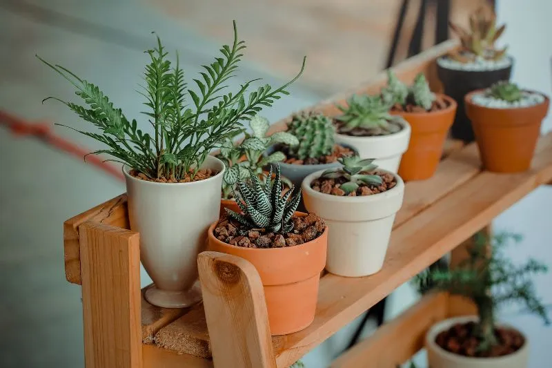 The Best Indoor Plants for Every Room and Skill Level