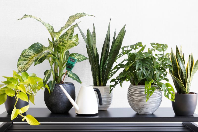 Top 10 Large Indoor Plants to Transform Your Home