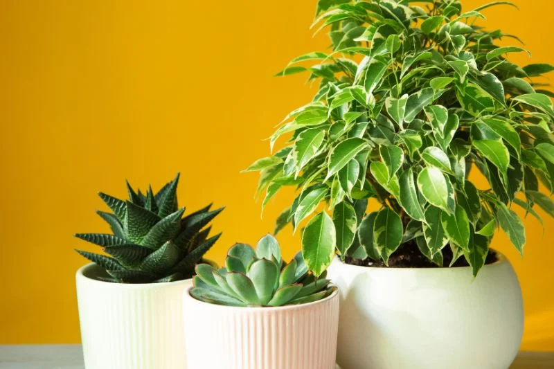 Top 10 Most Popular House Plants How to Care for Them