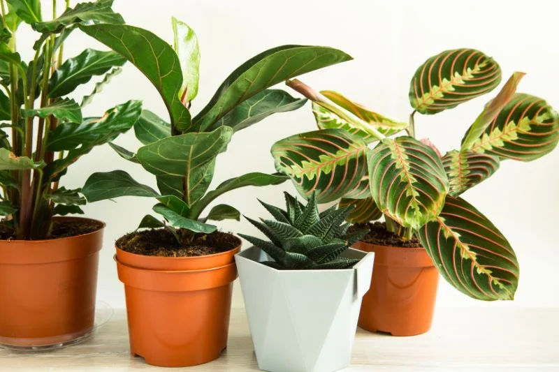 Top 10 Most Popular House Plants How to Care for Them