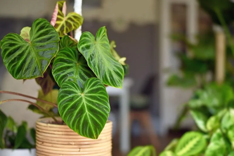 Top 20 Common Houseplants to Beautify Your Home 5 Top 20+ Best Common Houseplants