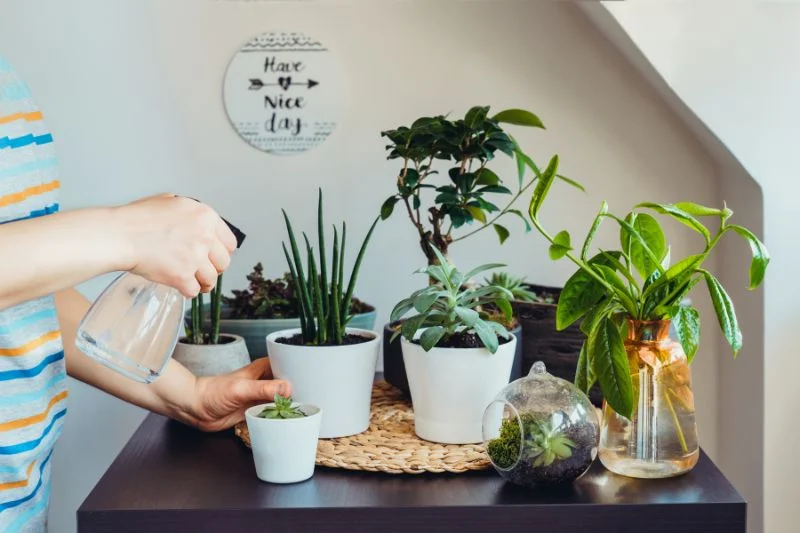 Top 20 Common Houseplants to Beautify Your Home 3 Top 20+ Best Common Houseplants