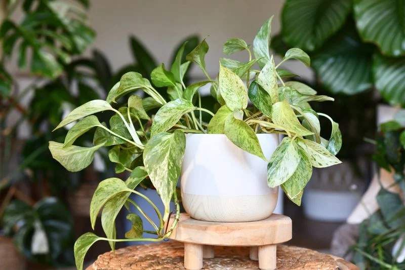 Top 20 Common Houseplants to Beautify Your Home 6 Top 20+ Best Common Houseplants