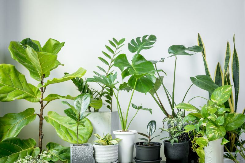 Top 20 Common House Plants to Beautify Your Home